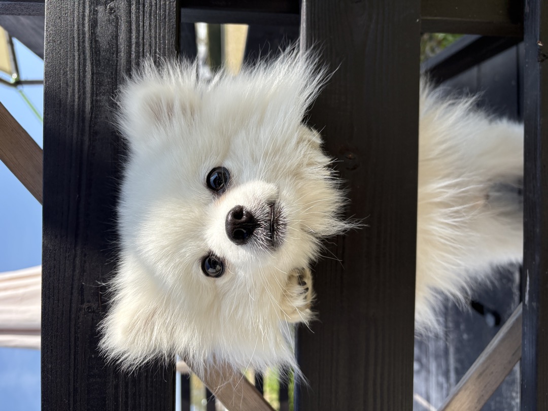 ぽっちゃん写真2